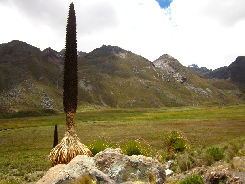 ¿Dónde se encuentra el nevado de Pastoruri?